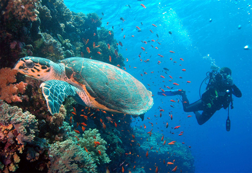 Sipadan is a paradise for scuba divers